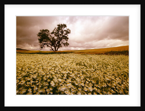 Ominous Skies Floating over a Daisy Field by Anonymous