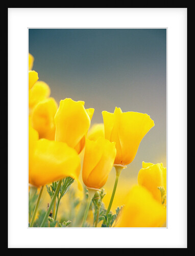 Yellow Poppy Flowers by Anonymous