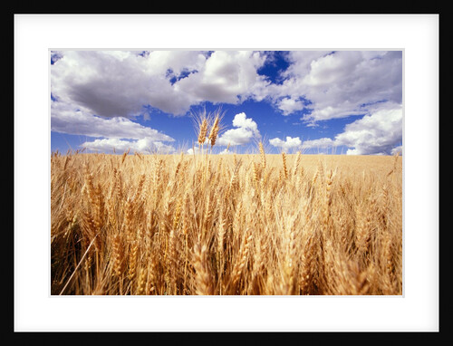 Wheat Field Growing Beneath Puffy Clouds by Anonymous
