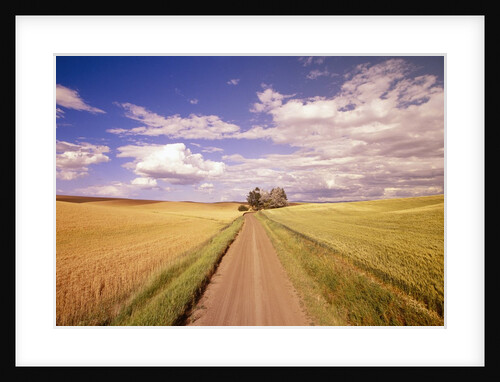 Dirt Road Stretching Through Fields by Anonymous
