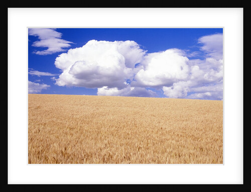 Cumulus Clouds Floating over Wheat Fields by Anonymous