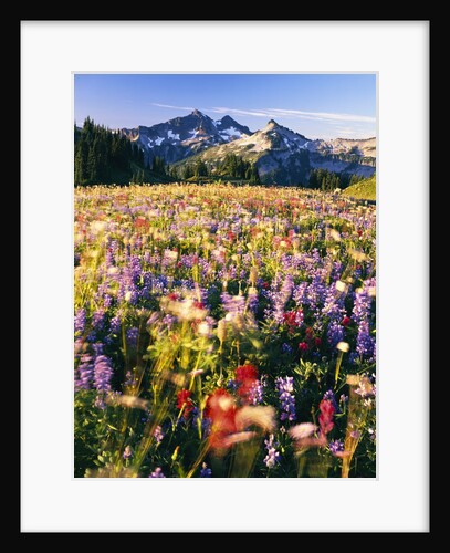 Wildflower Meadow and Tatoosh Range by Anonymous