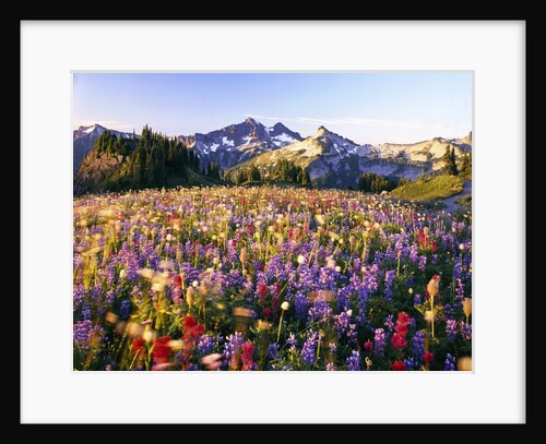 Wildflower Meadow and Tatoosh Range by Anonymous