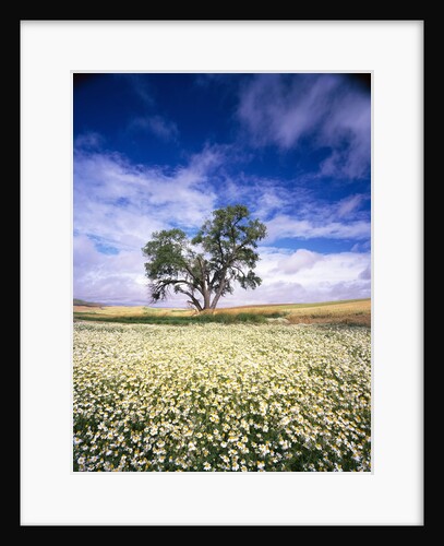Oak Tree in Field of Daisies by Anonymous