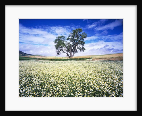 Oak Tree in Field of Daisies by Anonymous