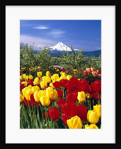 Blooming Tulips and Mount Hood by Anonymous