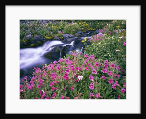 Wildflowers Blooming Along Rushing Creek by Anonymous