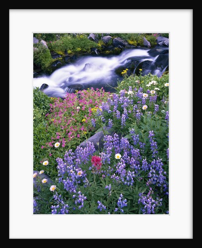 Wildflowers Blooming Along Rushing Creek by Anonymous