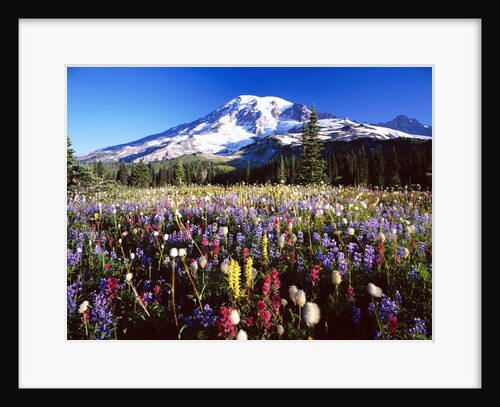 Wildflower Meadow and Mount Rainier by Anonymous