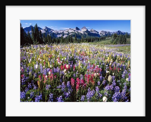 Wildflower Meadow and Tatoosh Range by Anonymous