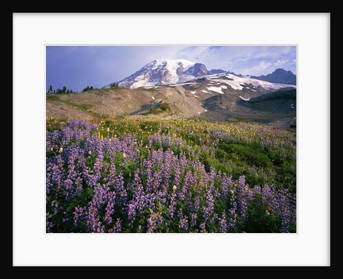 Wildflower Meadow and Mount Rainier by Anonymous