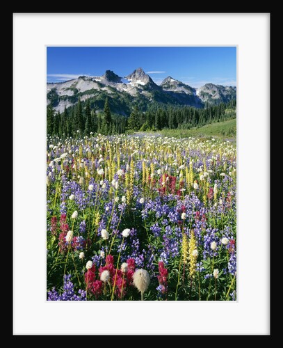 Wildflower Meadow and Tatoosh Range by Anonymous