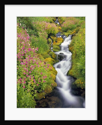 Wildflowers Blooming Along Rushing Creek by Anonymous