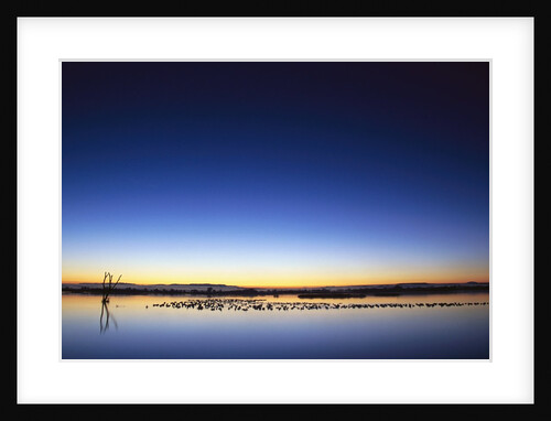 Sunset over Snow Geese on Water by Anonymous