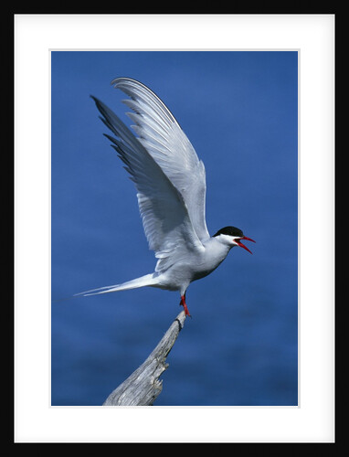 Perching Arctic Tern Spreading Wings in Manitoba by Anonymous