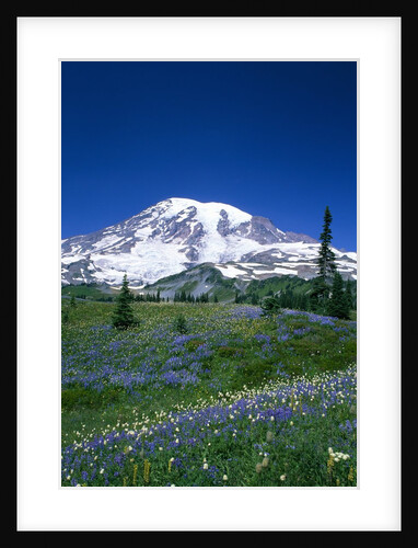 Mount Rainier and Wildflower Meadow by Anonymous