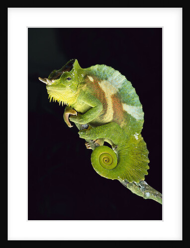Chameleon Perched on Branch by Anonymous
