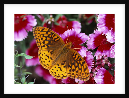 Butterfly Landing on Flowers by Anonymous