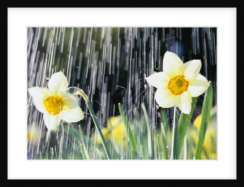 Rain Falling on Daffodils by Anonymous