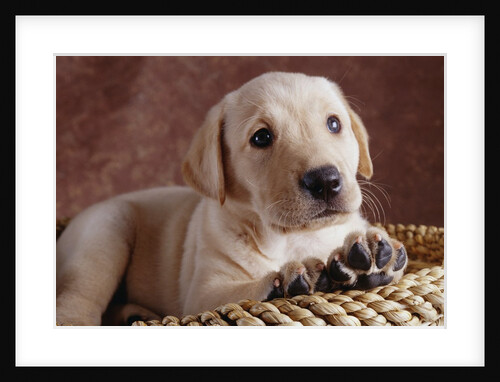 Yellow Lab Puppy in Basket by Anonymous