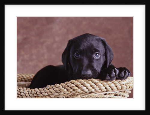 Black Lab Puppy in Basket by Anonymous
