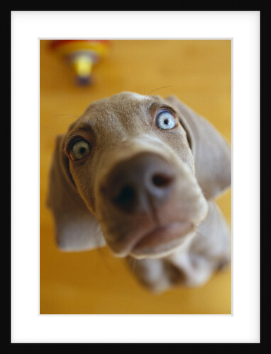 Weimaraner Puppy Staring by Anonymous