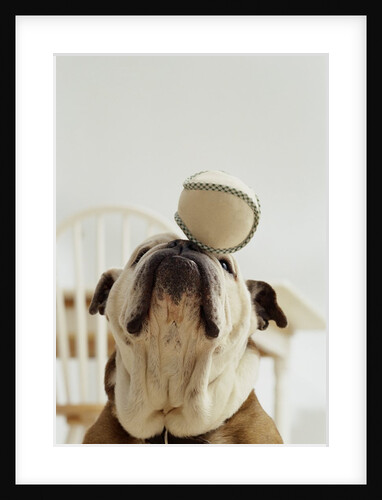 Bulldog Balancing Ball on Nose by Anonymous