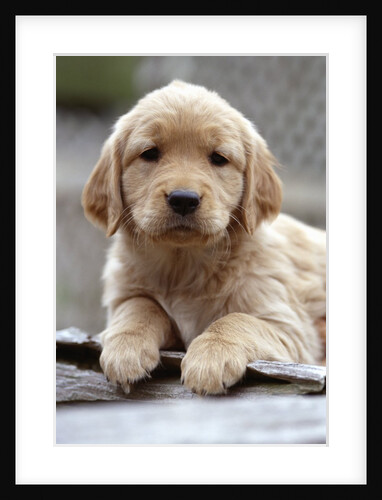 Golden Retriever Puppy by Anonymous