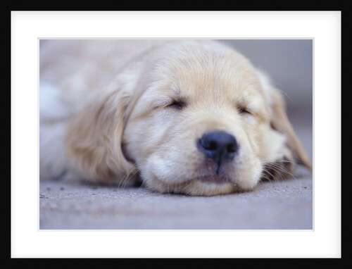 Golden Retriever Puppy Sleeping by Anonymous