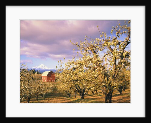 Barn in Hood River Valley by Anonymous