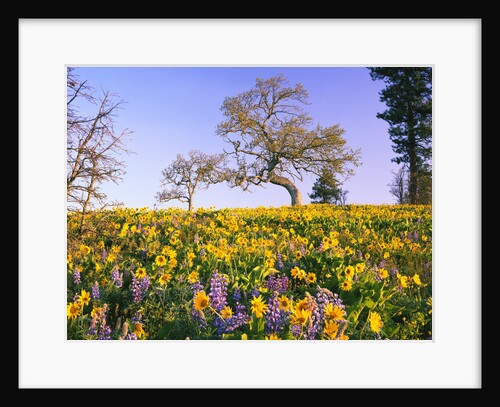 Field of Lupines and Sunflowers by Anonymous