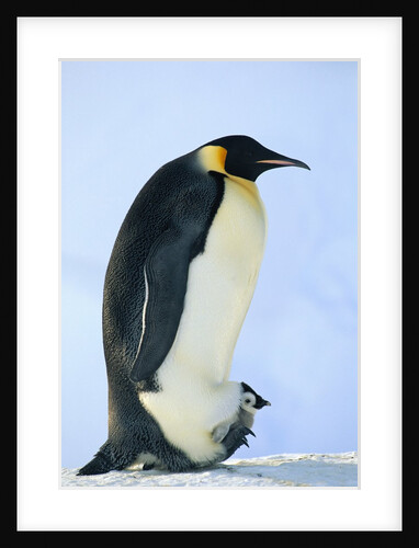 Penguin Chick Warming Under Adult by Anonymous
