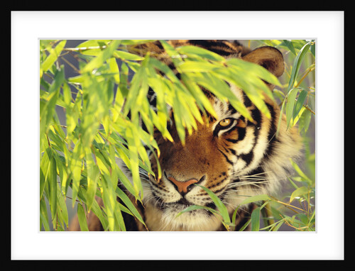 Bengal Tiger Hiding Behind Leaves by Anonymous