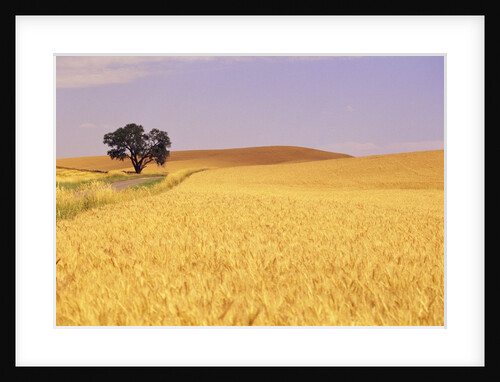 Oak Tree Amidst Wheat Fields by Anonymous