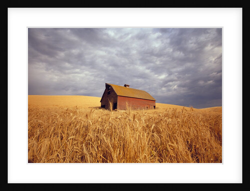 Old Barn Amidst Wheat Field by Anonymous