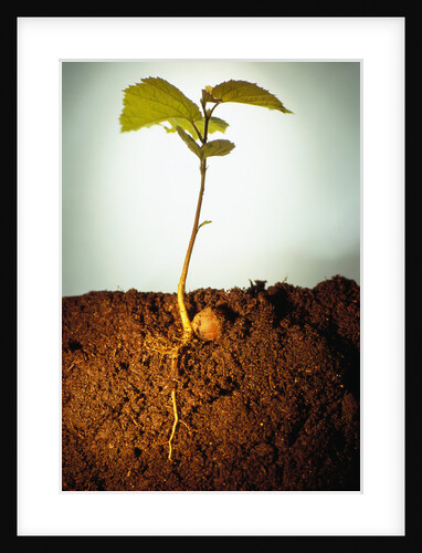 Hazel Tree Seedling and Exposed Root by Anonymous