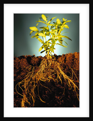 Plant with Roots Digging into Soil by Anonymous