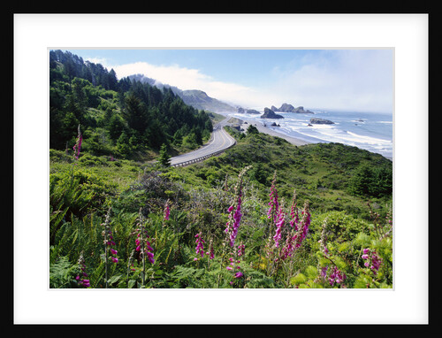 Coastal Foliage and Highway by Anonymous