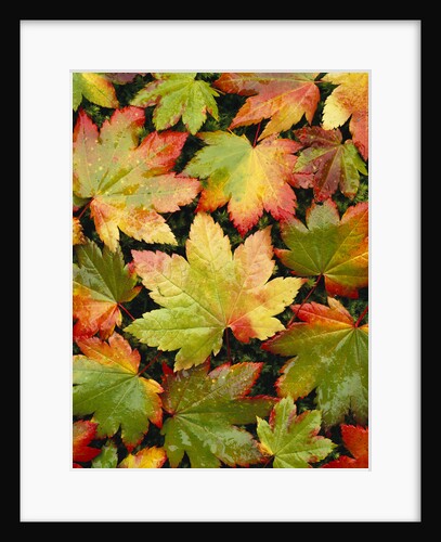 Wet Autumn Maple Leaves on Ground by Anonymous