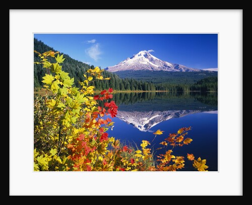Autumn Leaves Growing Near Mount Hood and Trillium Lake by Anonymous
