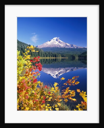 Autumn Leaves Growing Near Mount Hood and Trillium Lake by Anonymous
