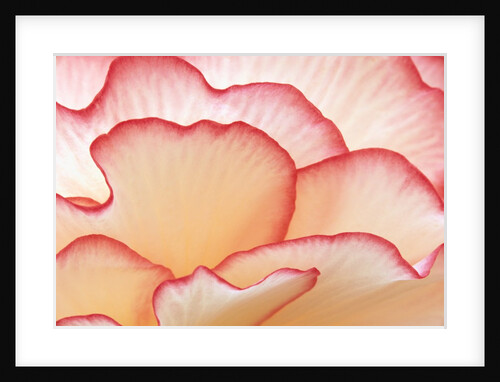 Petals of a Hydrangea by Anonymous