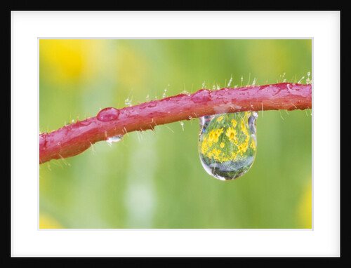Flowers Reflected in Dew Drop by Anonymous