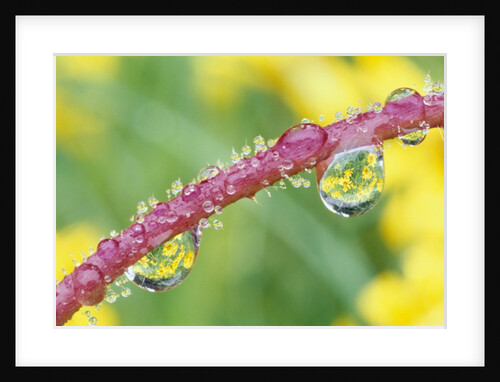Flowers Reflected in Dew Drops by Anonymous