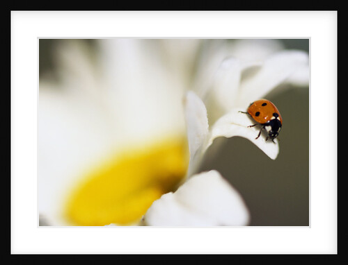 Ladybug Crawling on Flower Petals by Anonymous