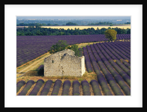 Stone Structure in Lavender Field by Anonymous