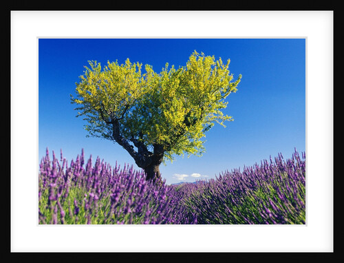 Tree in Lavender Field by Anonymous