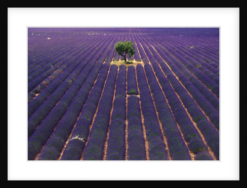 Tree in Lavender Field by Anonymous