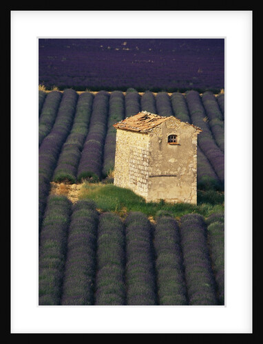 Stone Structure in Lavender Field by Anonymous