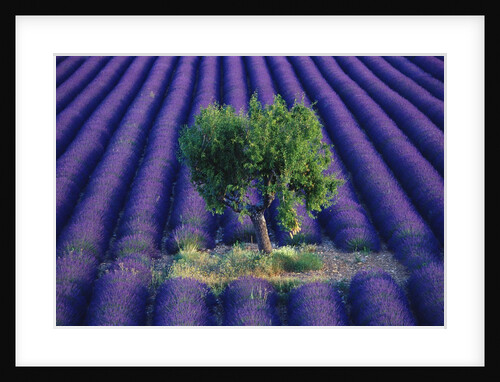 Tree in Lavender Field by Anonymous